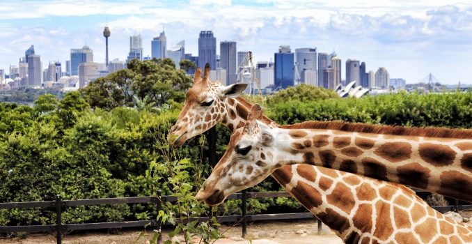 sydney-sehenswuerdigkeiten