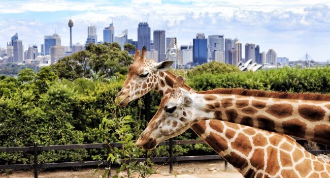 Sydney´s Top Sehenswürdigkeiten