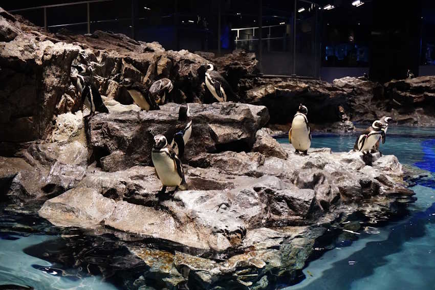 Indoor-Pinguinanlagen