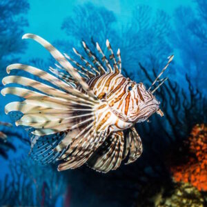 Two Oceans Aquarium Kapstadt