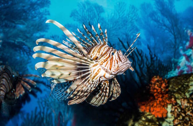 Two Oceans Aquarium Kapstadt