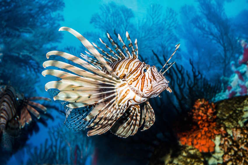 Two Oceans Aquarium Kapstadt