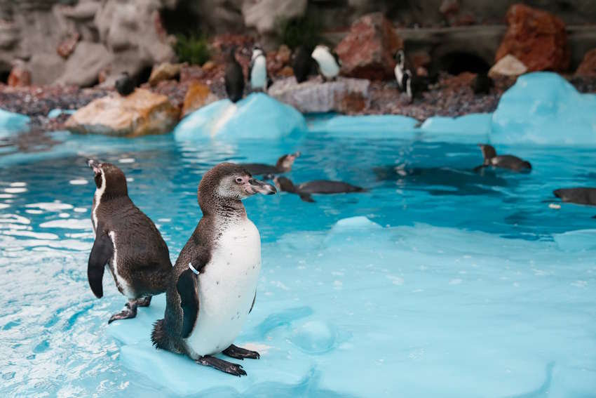 Pinguine im SEA Life London