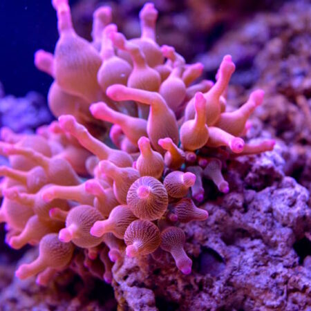 Aquarium im SEA LIFE München