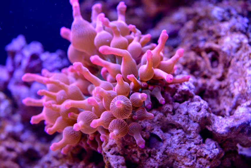 Aquarium im SEA LIFE München